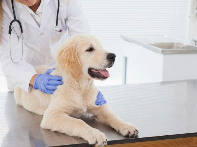 Las cirugías veterinarias más comunes
