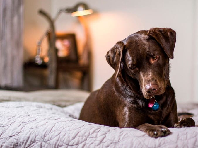 Beneficios de la terapia con animales