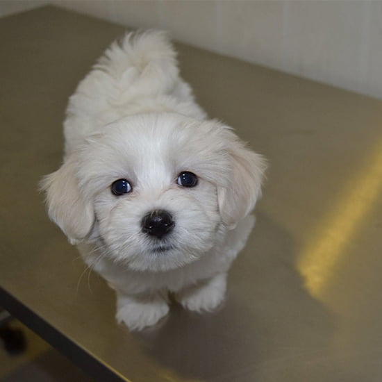 Cachorro en la Clínica Veterinaria CentralVet Alcorcón