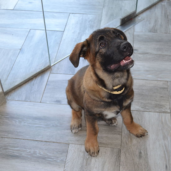 Cachorro en veterinario CentralVet Alcorcón