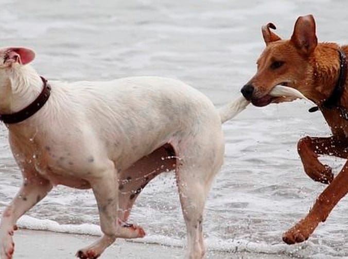 Cada cuánto bañar a un perro en verano