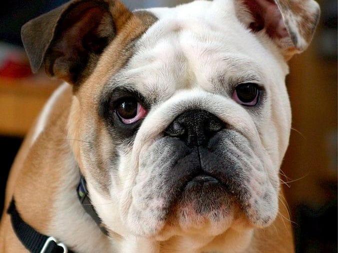 Cirugía veterinaria para mascotas