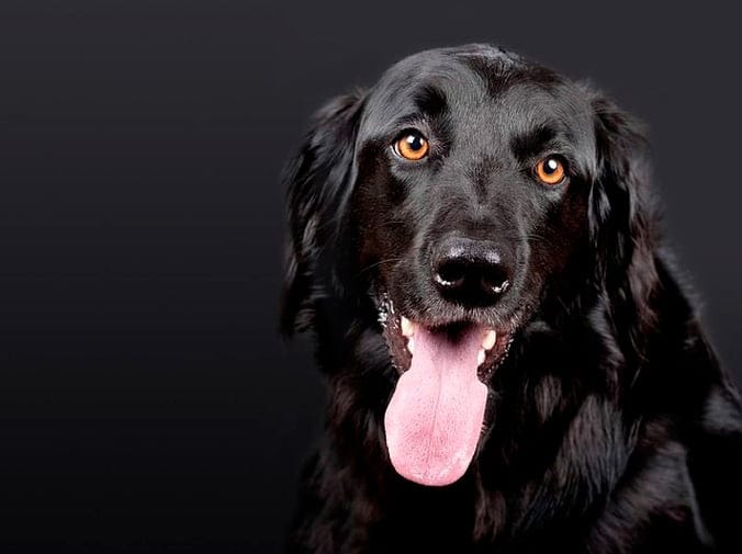 Cómo cuidar el pelo de tu perro