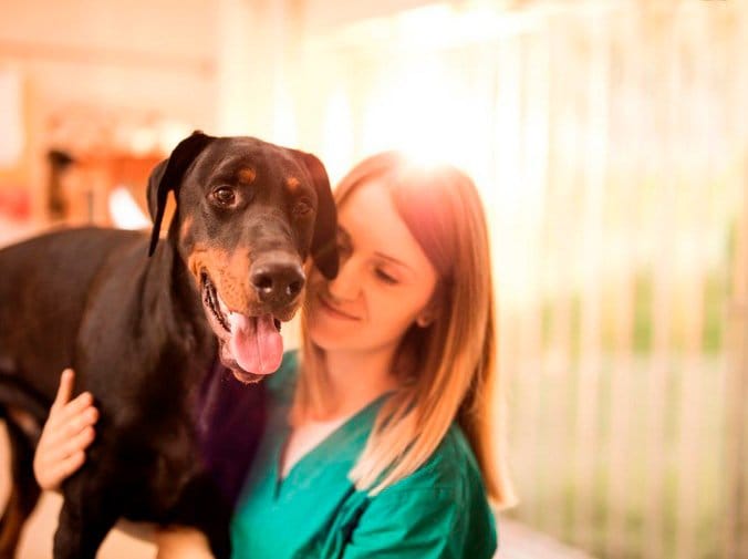 Cómo elegir un veterinario para tu mascota