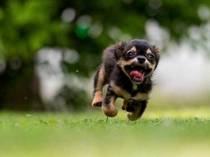 Cómo Evitar que un Perro Muerda - CentralVet Cómo evitar que un perro muerda mediante educación y prevención