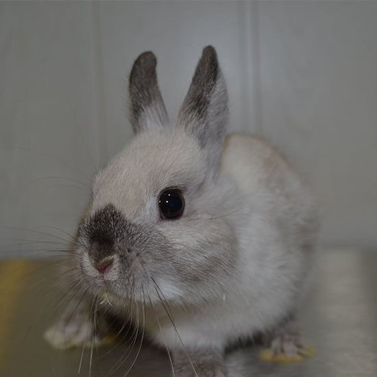 Conejo atendido por veterinarios de animales exóticos en Alcorcón