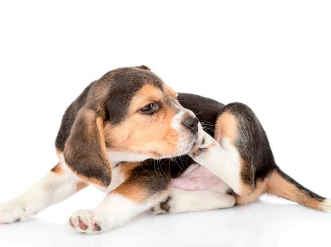 Consejos para cuidar la piel de tu perro