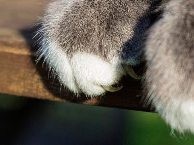 Cortar las uñas a un gato correctamente