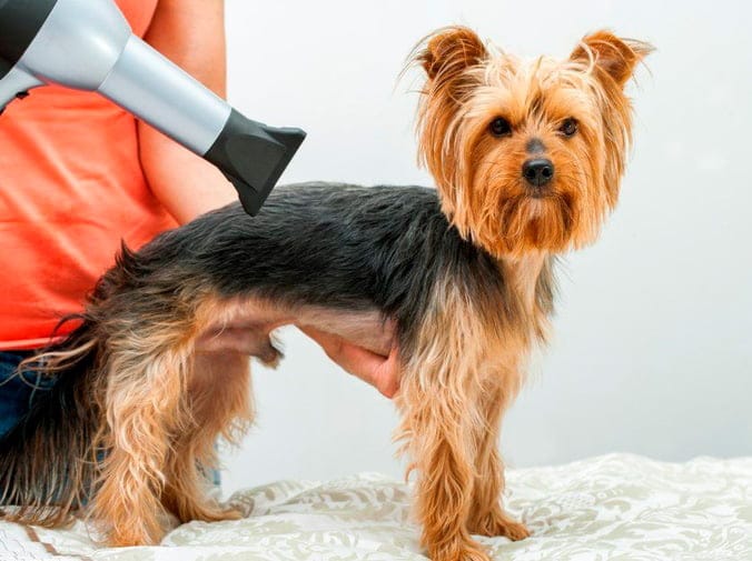 Corte de Pelo para Perros - CentralVet Corte de pelo para perros realizado por profesionales