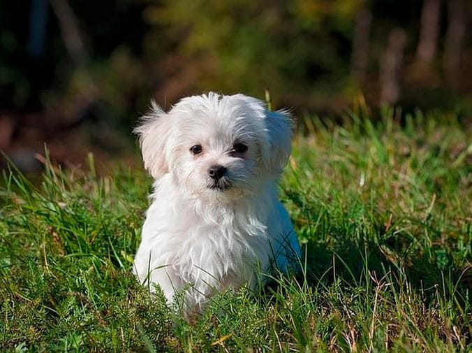 Cortes de pelo para perros