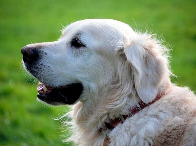 Cuidados para Perros - CentralVet Cuidados para perros