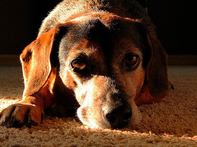 Depresión Canina: Síntomas - CentralVet Depresión canina y cambios de comportamiento en perros