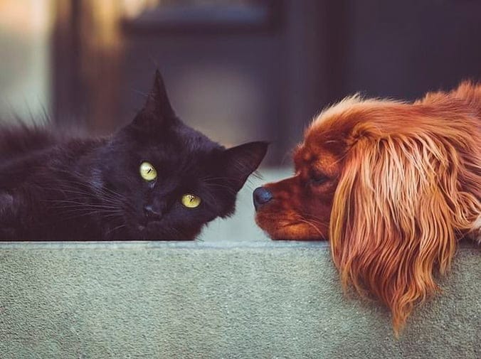 DHA para perros y gatos
