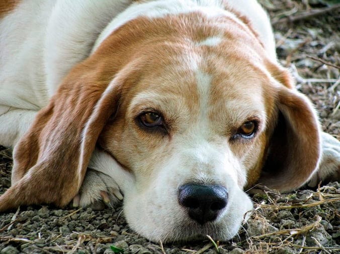 Diabetes Canina en Perros - CentralVet Diabetes canina en perros