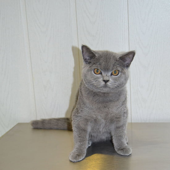 Gato en la Clínica Veterinaria CentralVet Alcorcón