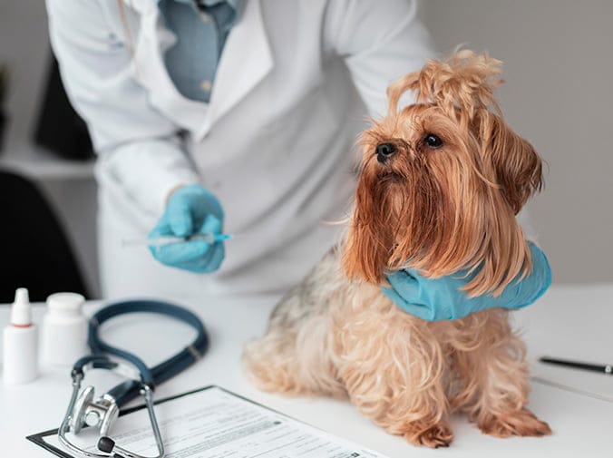 Importancia de esterilizar a tu mascota