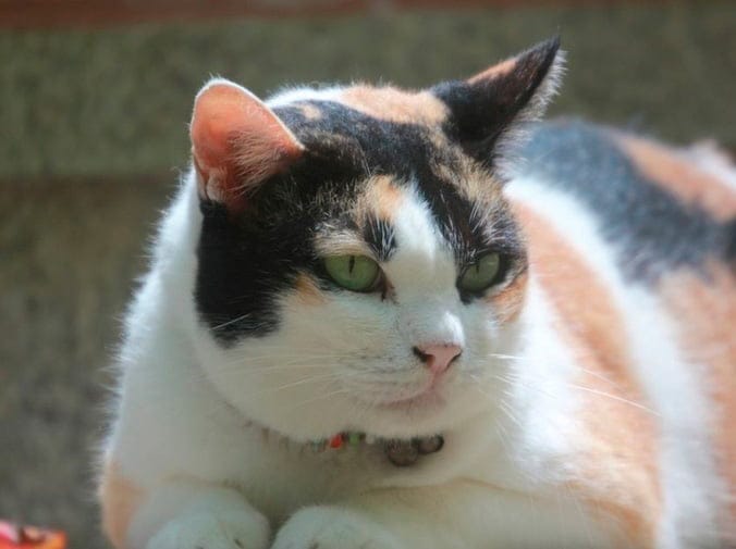 Mejores razas de gatos para tener en casa