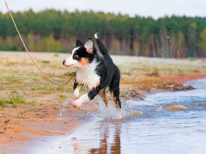Miedo al agua en perros