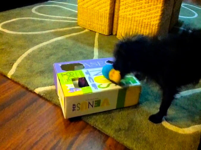 Mordedores para perros para jugar y morder de forma segura