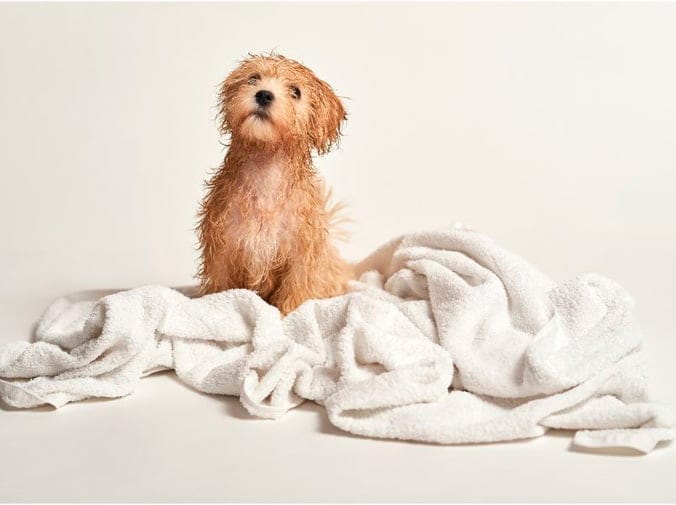 Peluquería canina mucho más que estética