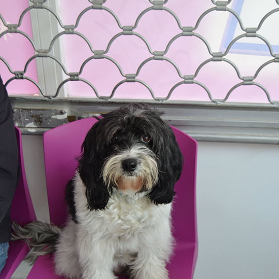 Perro en la clínica veterinaria CentralVet Alcorcón