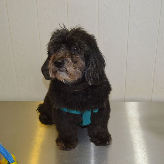Perro en la Clínica Veterinaria CentralVet Alcorcón