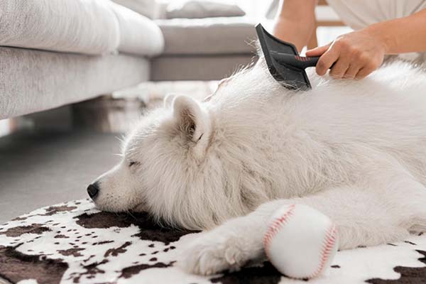 Por qué mi perro pierde pelo