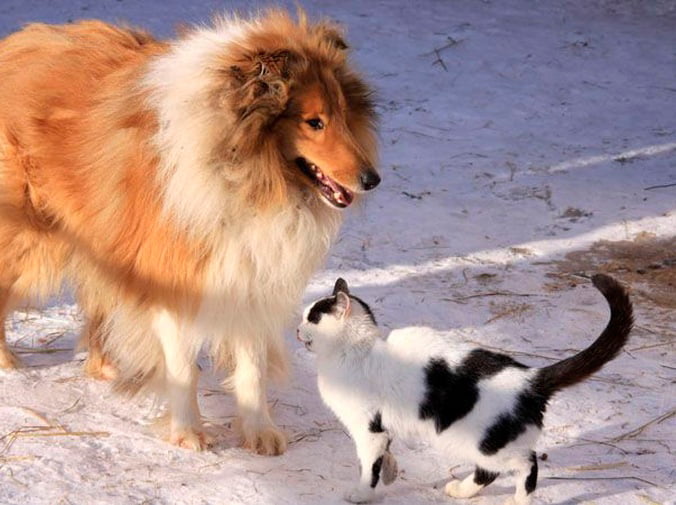 Prevenir enfermedades en perros y gatos