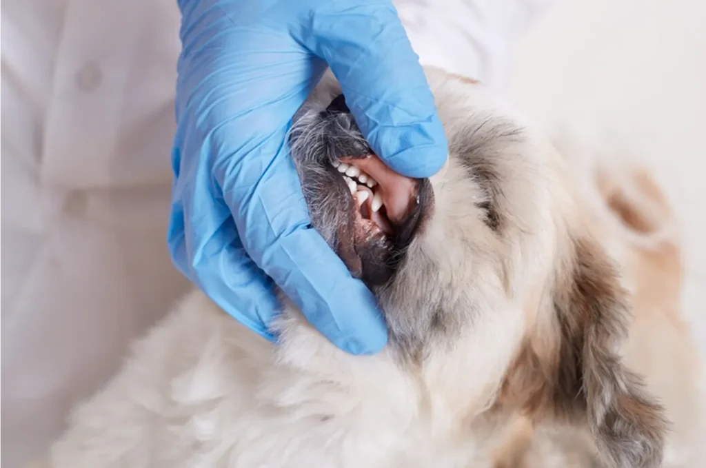 Problemas dentales en perros y revisión veterinaria
