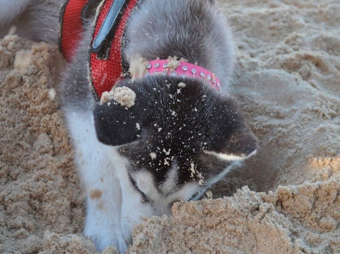 Productos para perros imprescindibles para su cuidado diario