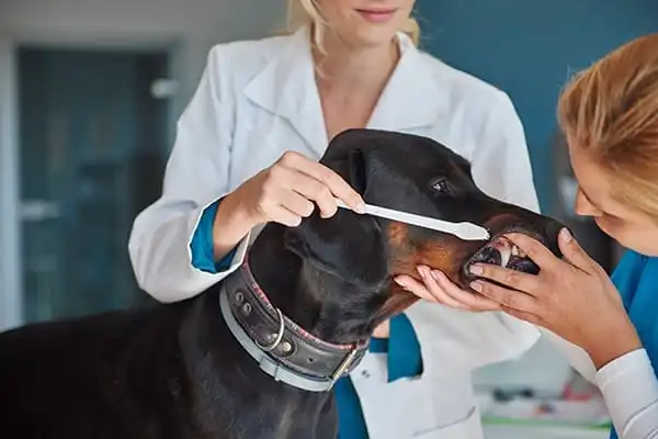 Productos y servicios veterinarios en CentralVet Alcorcón
