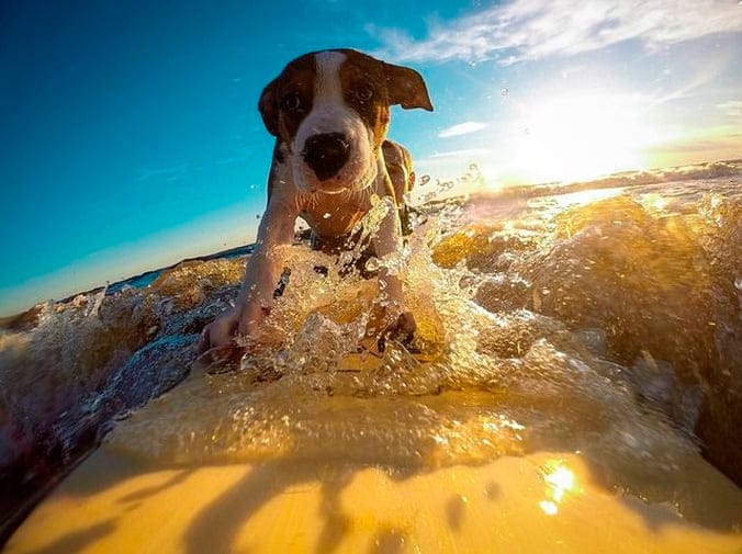 Peligros de rapar a un perro en verano