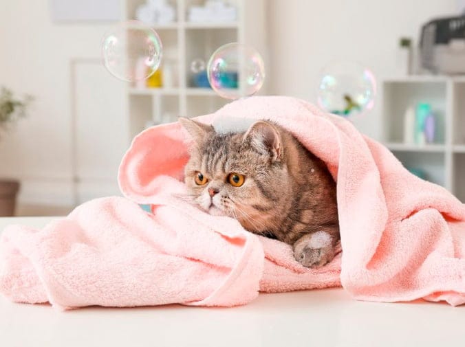 Servicios de peluquería felina