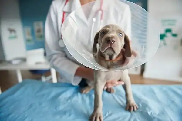 Servicios veterinarios en CentralVet Alcorcón