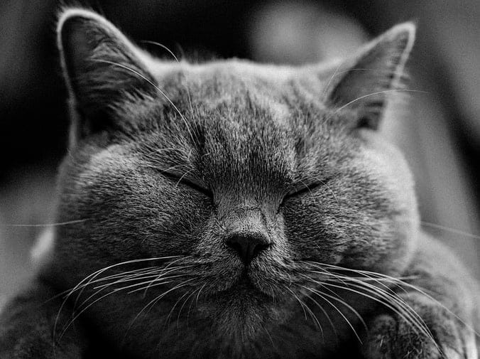 Síntomas de la Diabetes Felina - CentralVet Síntomas de la diabetes felina