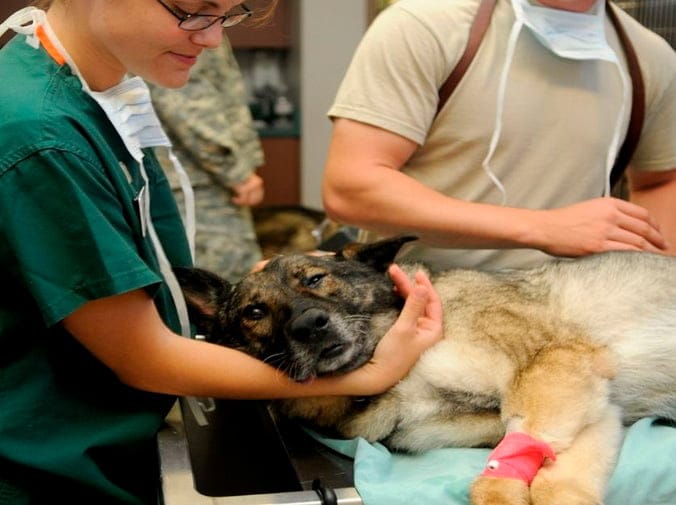 Urgencias veterinarias para perros y mascotas