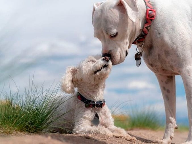 Vaciado de las glándulas anales en perros